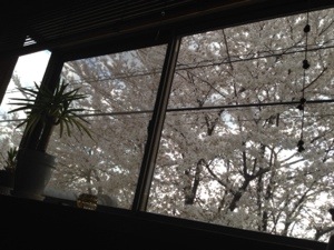 蓮田サロンの桜